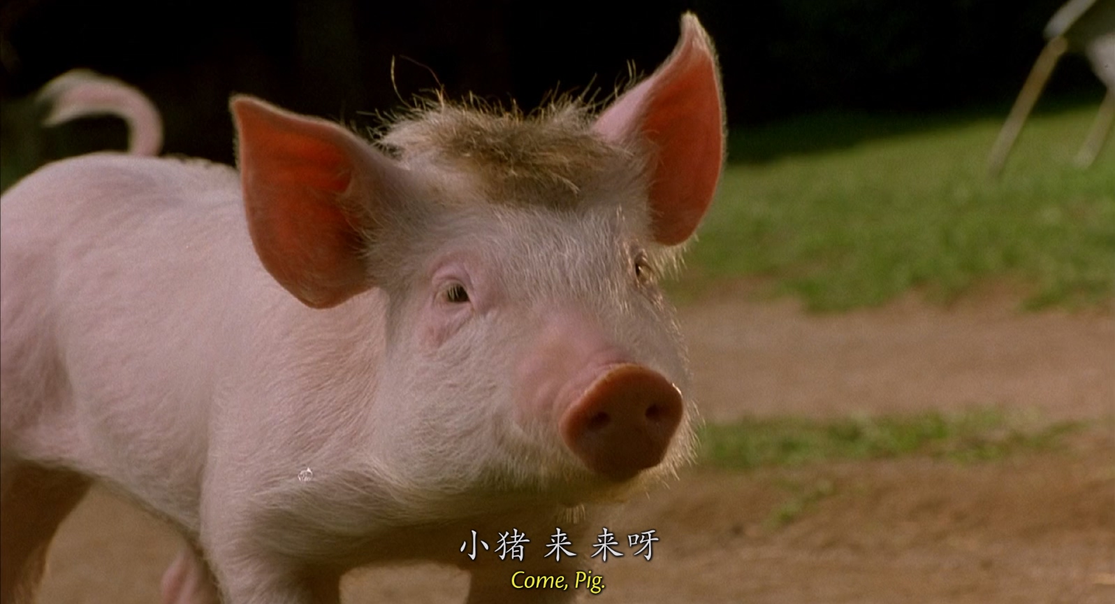 [1995][小猪宝贝][剧情/喜剧][中英字幕][mkv/7.95g][BluRay.1080p.x264.DDP.5.1-CMCT]