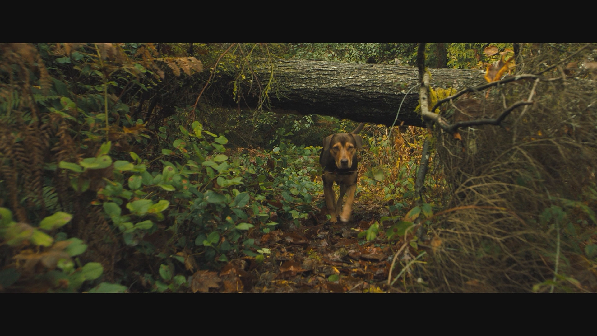 [ed2k][2019][一条狗的回家路][艾什莉·贾德/乔纳·豪尔-金][剧情/冒险][中英字幕][MKV/10.00GiB][BluRay.1080p.x264.DTS-CMCT]