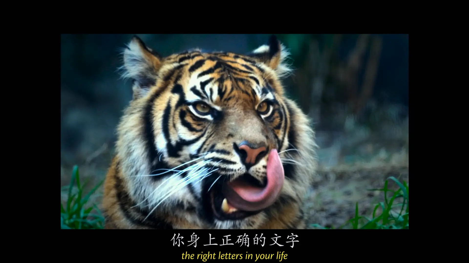 [ed2k][2018][此房是我造][马特·狄龙/布鲁诺·冈茨][惊悚/恐怖/犯罪][中英字幕][MKV/14.01GiB][BluRay.1080p.x264.DTS-CMCT]